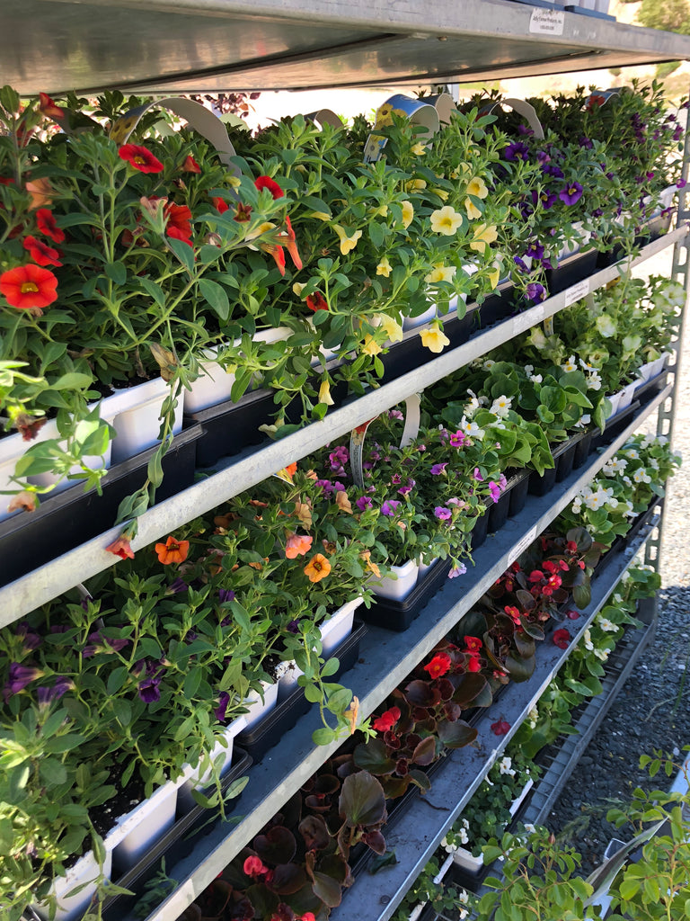 Annuals