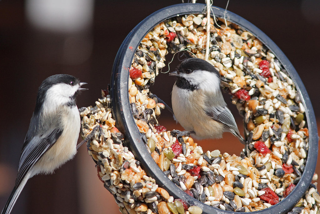 Bird Seed