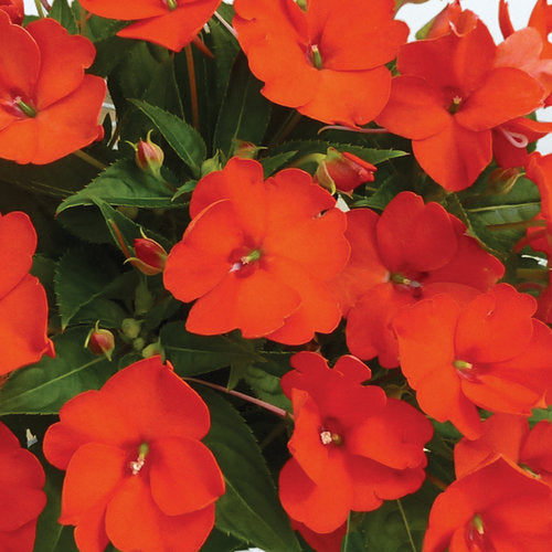 Sunpatiens M3859  Size: 306 Single, 306 Full Tray