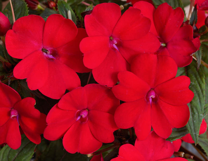 Sunpatiens M3862  Size: 306 Single, 306 Full Tray
