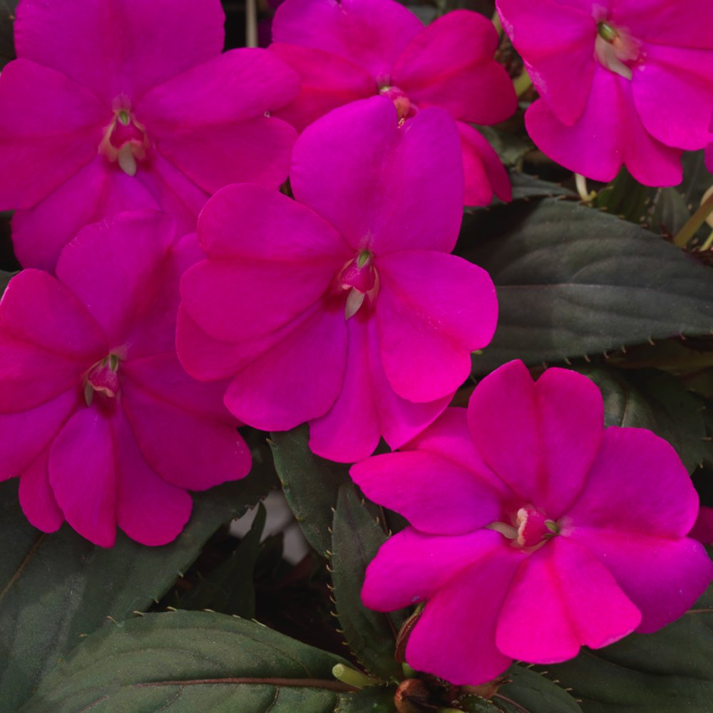 Sunpatiens M3868  Size: 306 Single, 306 Full Tray