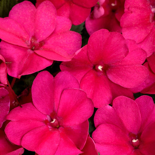 Sunpatiens M3877  Size: 306 Single, 306 Full Tray